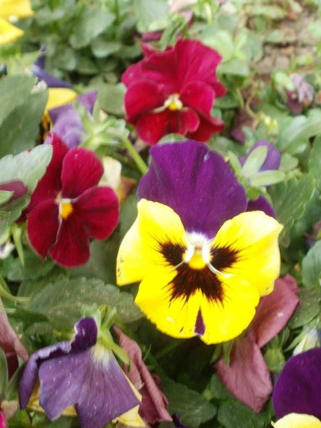 Name:  P1010127a.jpg
Views: 430
Size:  68.2 KB