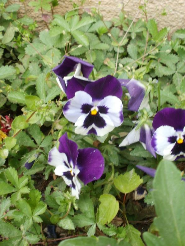 Name:  P1010125a.jpg
Views: 435
Size:  73.7 KB