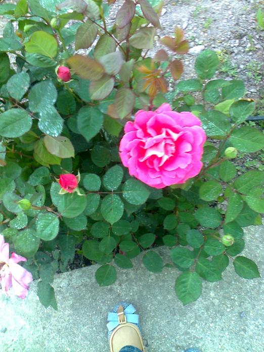 Name:  Fotoraf0436.jpg
Views: 4599
Size:  75.5 KB