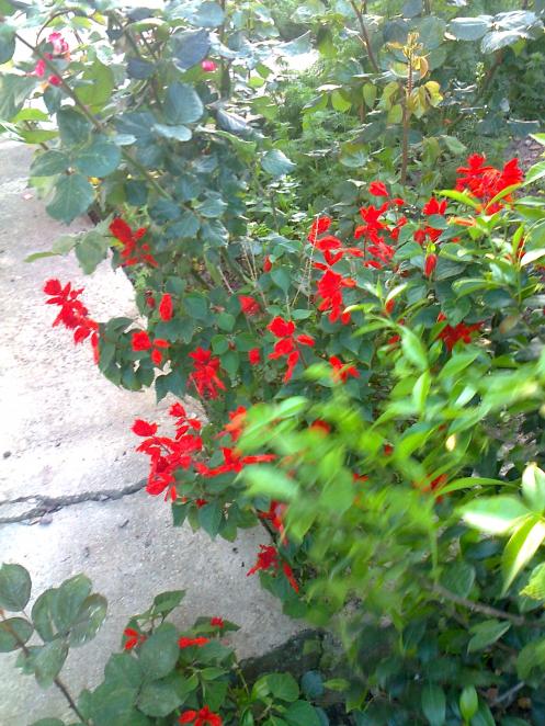 Name:  Fotoraf0438.jpg
Views: 4546
Size:  77.1 KB