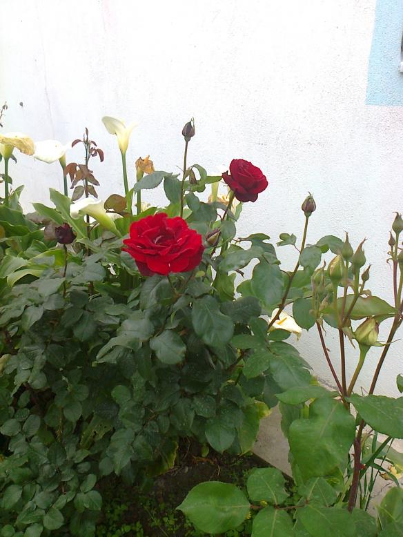 Name:  Fotoraf0463.jpg
Views: 1193
Size:  71.6 KB