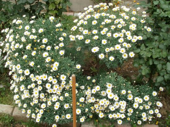 Name:  P1010215a.jpg
Views: 415
Size:  73.4 KB