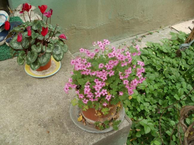 Name:  P1010190a.jpg
Views: 418
Size:  64.5 KB