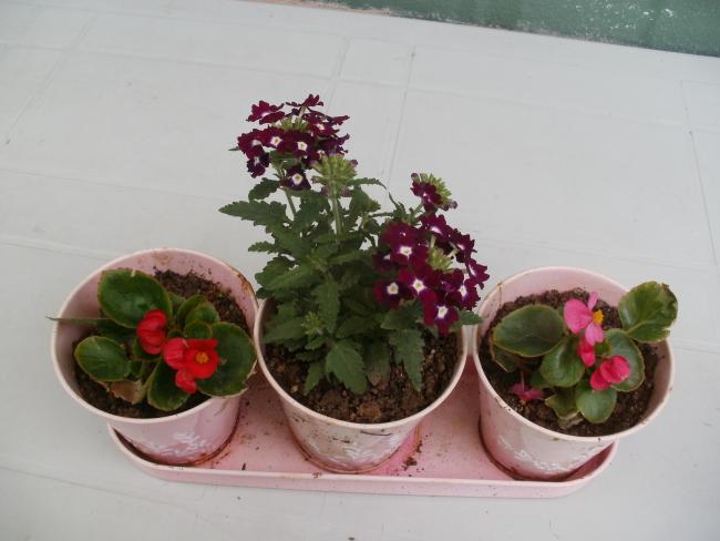Name:  P1010220a.jpg
Views: 419
Size:  34.7 KB