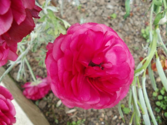 Name:  P1010225a.jpg
Views: 395
Size:  41.6 KB