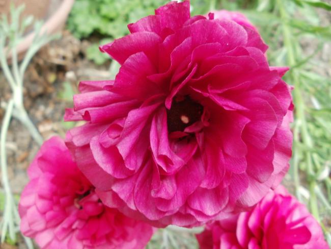 Name:  P1010226a.jpg
Views: 388
Size:  42.5 KB