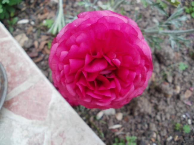 Name:  P1010224a.jpg
Views: 402
Size:  36.6 KB