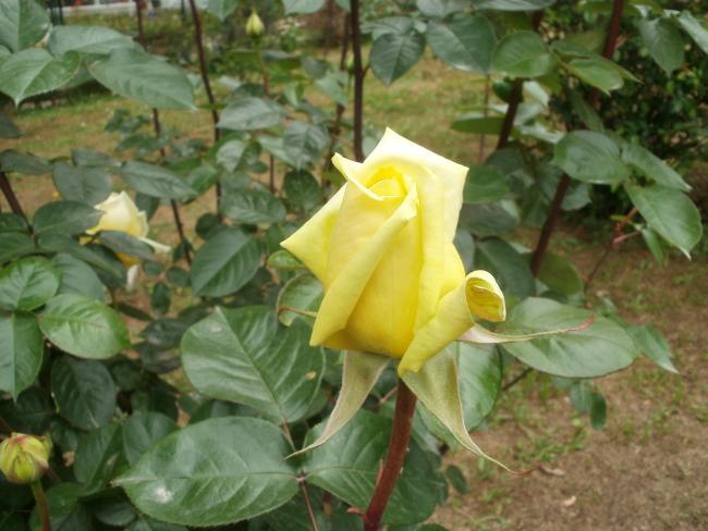 Name:  P1010201a.jpg
Views: 382
Size:  47.4 KB