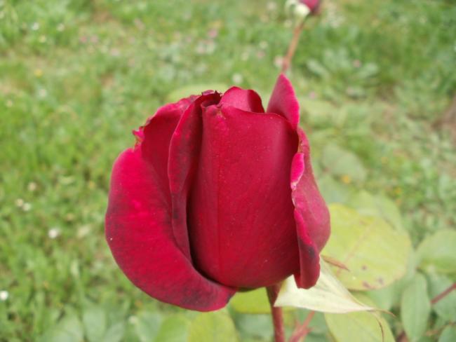 Name:  P1010207b.jpg
Views: 391
Size:  30.9 KB