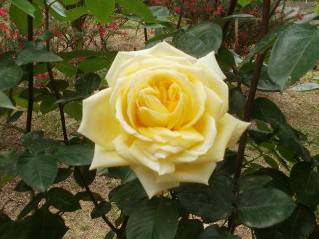 Name:  P1010196a.jpg
Views: 370
Size:  53.9 KB