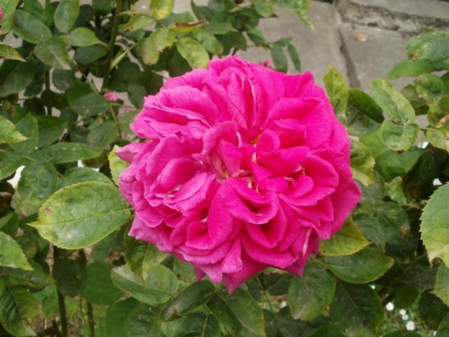Name:  P1010209a.jpg
Views: 768
Size:  51.2 KB