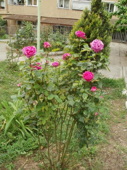 Name:  P1010218a.jpg
Views: 388
Size:  73.8 KB