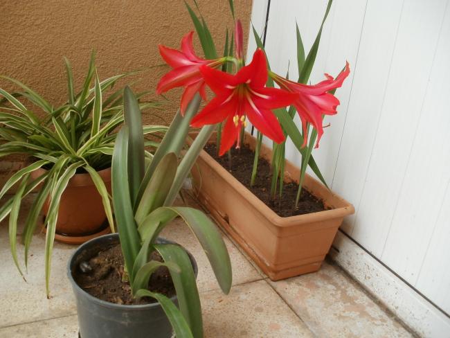 Name:  P1010180a.jpg
Views: 771
Size:  47.7 KB