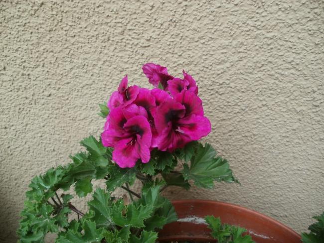 Name:  P1010185a.jpg
Views: 361
Size:  61.2 KB