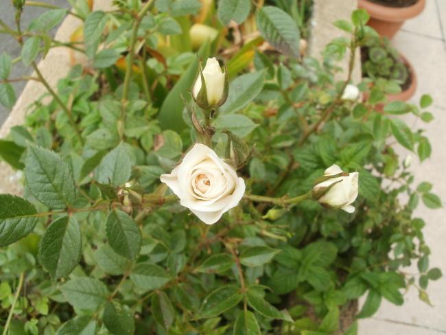 Name:  P1010184a.jpg
Views: 389
Size:  47.0 KB