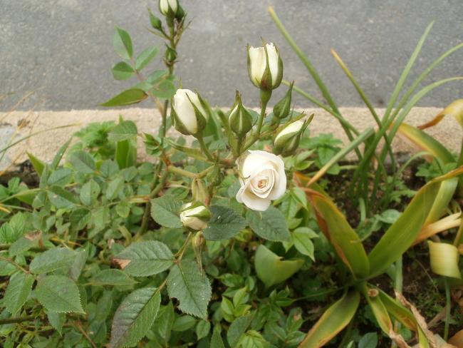 Name:  P1010183a.jpg
Views: 384
Size:  53.4 KB