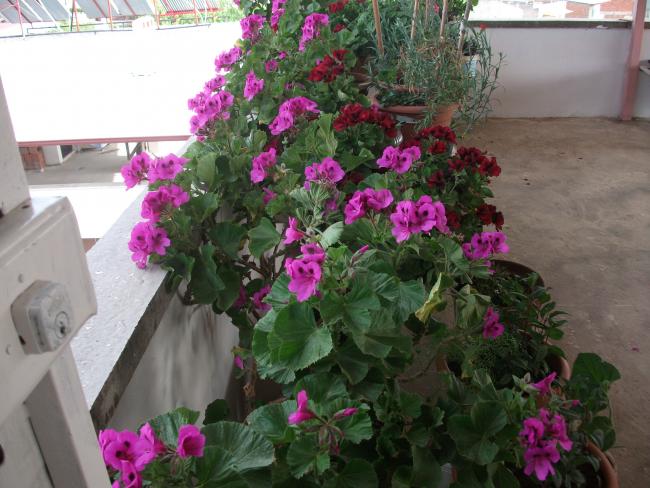 Name:  DSCF6946.jpg
Views: 443
Size:  54.6 KB