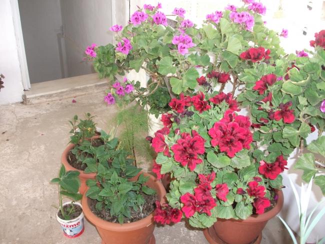 Name:  DSCF6952.jpg
Views: 471
Size:  64.3 KB