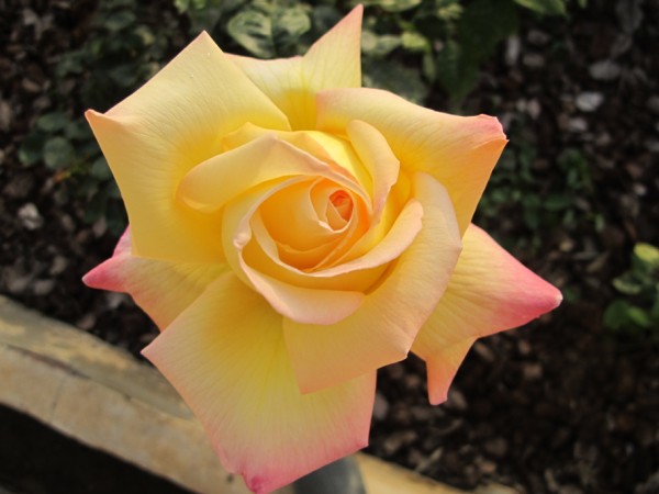 Name:  IMG_3999 (600 x 450).jpg
Views: 554
Size:  49.6 KB
