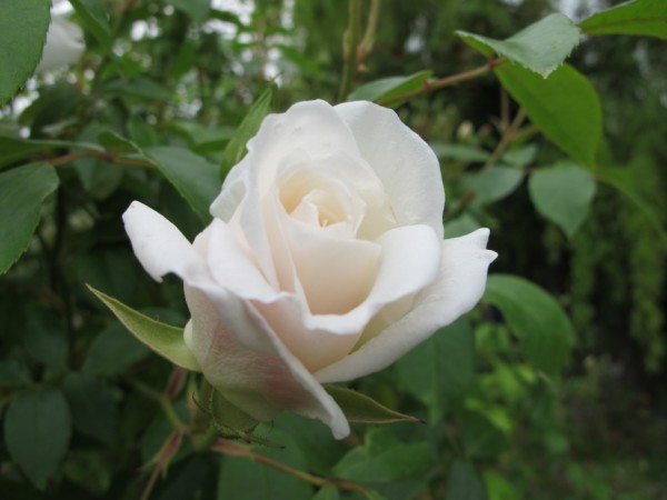 Name:  IMG_3942 (600 x 450).jpg
Views: 593
Size:  44.7 KB