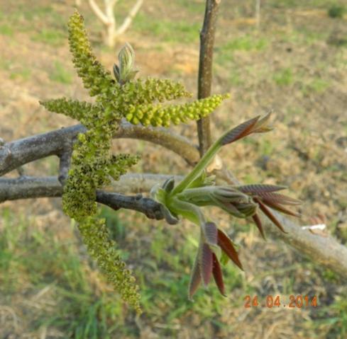 Name:  Resim 097.jpg
Views: 1240
Size:  37.6 KB