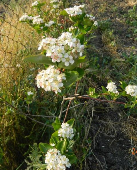Name:  Resim 095.jpg
Views: 1508
Size:  63.2 KB