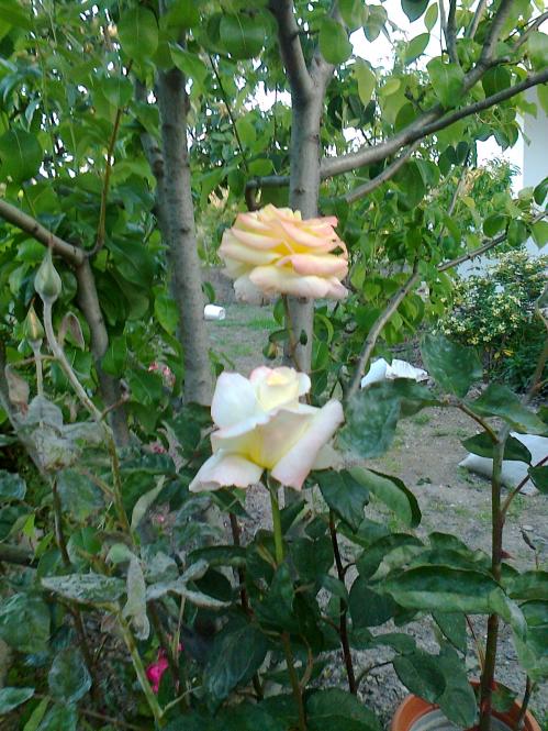 Name:  Fotoraf0506.jpg
Views: 882
Size:  77.5 KB
