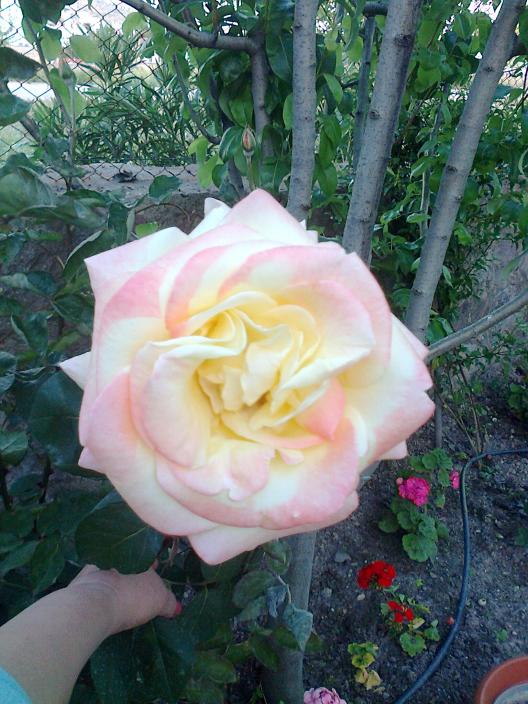 Name:  Fotoraf0507.jpg
Views: 879
Size:  73.3 KB