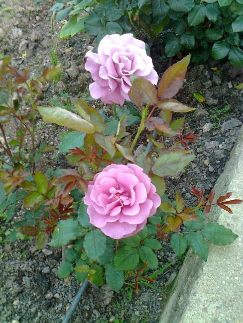 Name:  Fotoraf0509.jpg
Views: 867
Size:  76.6 KB