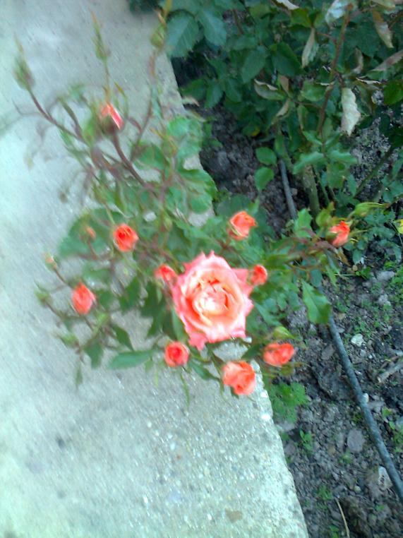 Name:  Fotoraf0510.jpg
Views: 887
Size:  73.5 KB