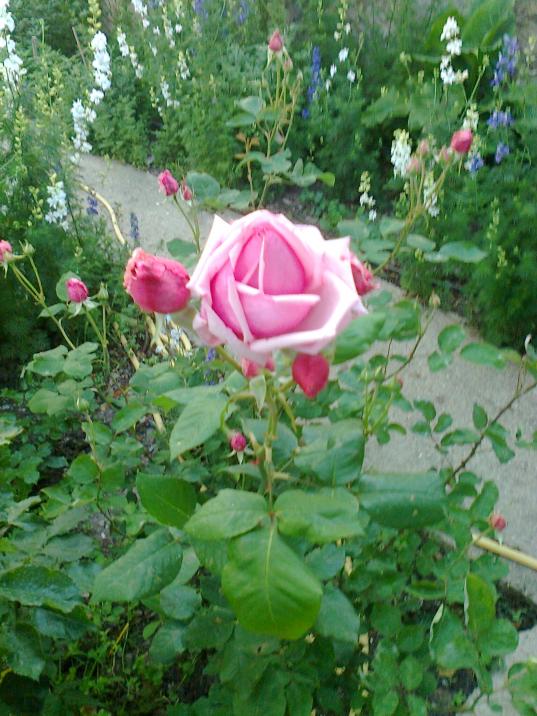 Name:  Fotoraf0512.jpg
Views: 893
Size:  75.4 KB