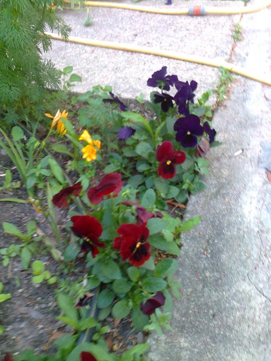 Name:  Fotoraf0515.jpg
Views: 861
Size:  73.9 KB