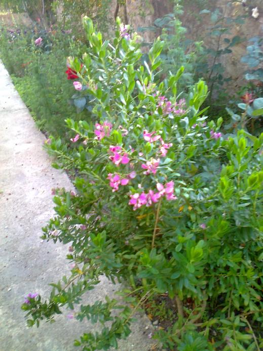 Name:  Fotoraf0517.jpg
Views: 863
Size:  76.6 KB
