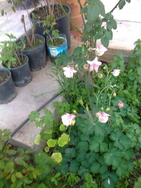 Name:  Fotoraf0518.jpg
Views: 874
Size:  73.8 KB