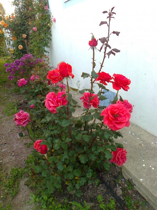 Name:  Fotoraf0521.jpg
Views: 876
Size:  73.8 KB