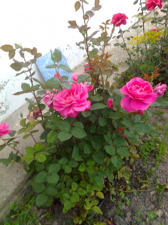 Name:  Fotoraf0522.jpg
Views: 887
Size:  74.4 KB