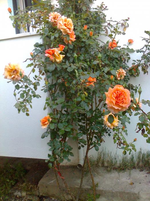 Name:  Fotoraf0524.jpg
Views: 866
Size:  75.2 KB