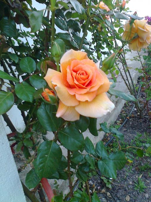Name:  Fotoraf0525.jpg
Views: 847
Size:  77.1 KB