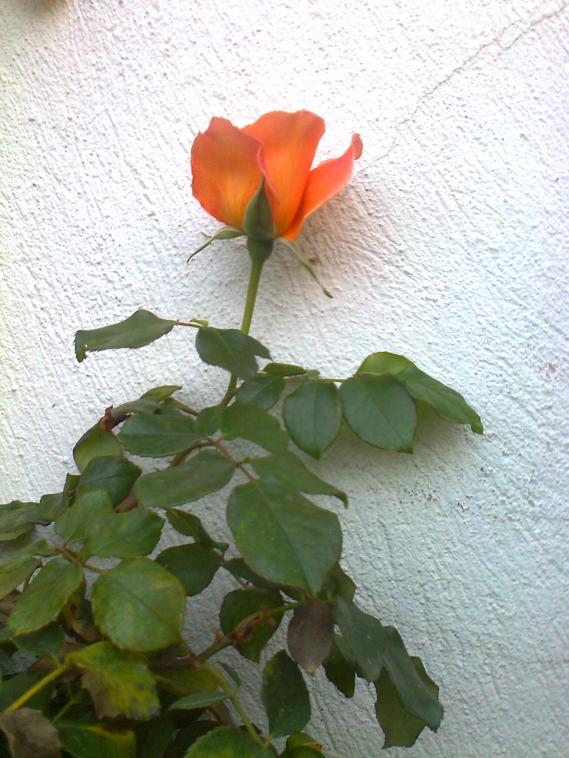 Name:  Fotoraf0526.jpg
Views: 871
Size:  73.1 KB