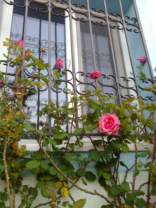 Name:  Fotoraf0527.jpg
Views: 862
Size:  77.7 KB