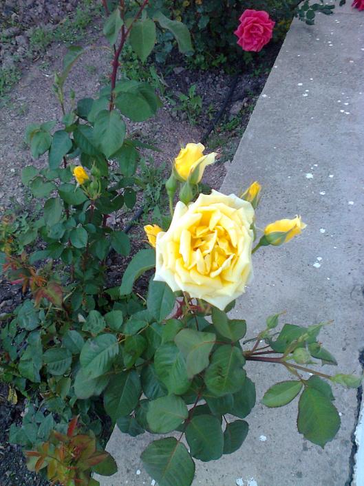 Name:  Fotoraf0529.jpg
Views: 850
Size:  74.1 KB
