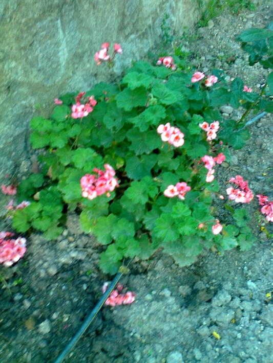 Name:  Fotoraf0520.jpg
Views: 1153
Size:  75.8 KB