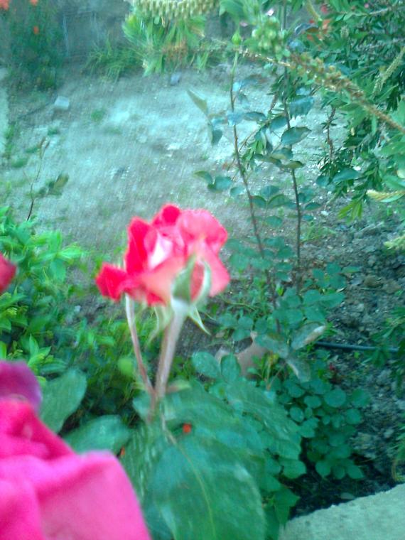 Name:  Fotoraf0532.jpg
Views: 1118
Size:  73.6 KB