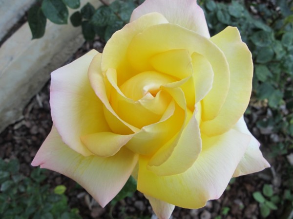 Name:  IMG_4021 (600 x 450).jpg
Views: 971
Size:  49.3 KB