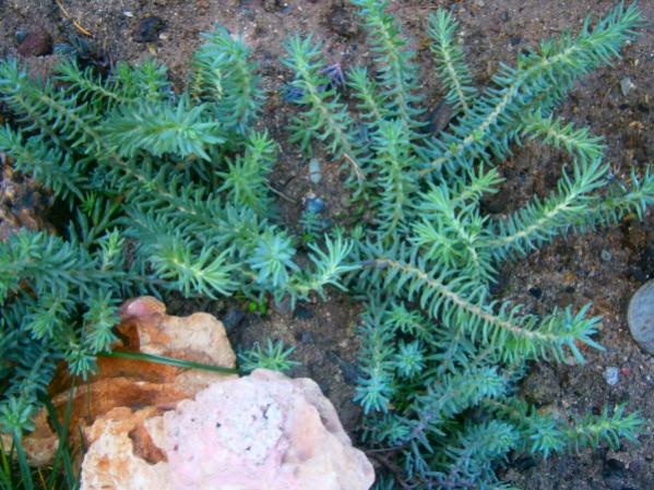 Name:  sedum.jpg
Views: 1851
Size:  63.6 KB
