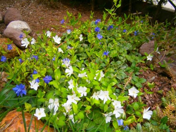 Name:  vinca.jpg
Views: 1685
Size:  66.1 KB
