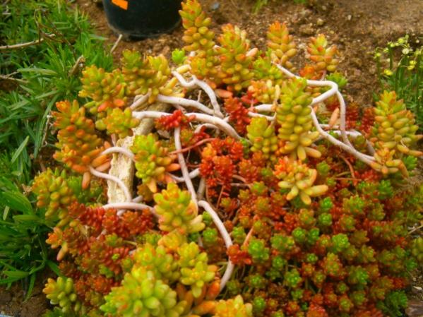 Name:  sedum.jpg
Views: 1305
Size:  61.7 KB