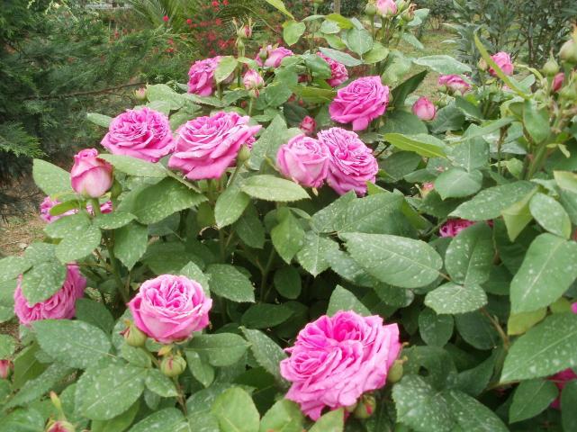 Name:  P4260259a.jpg
Views: 374
Size:  70.2 KB