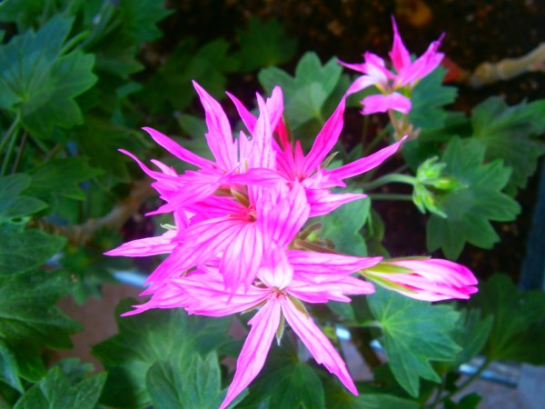 Name:  sardunya1.jpg
Views: 956
Size:  66.6 KB