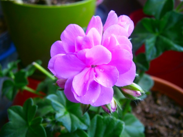 Name:  sardunya3.jpg
Views: 970
Size:  51.2 KB